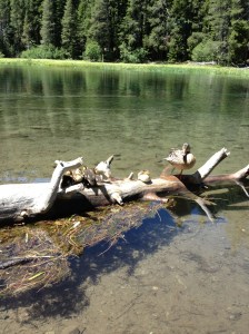 James 1:2-4 talks about, “Consider it pure joy, my brothers {or sisters}, whenever you face trials of many kinds...