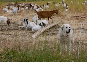 great pyrenees dog and sheep