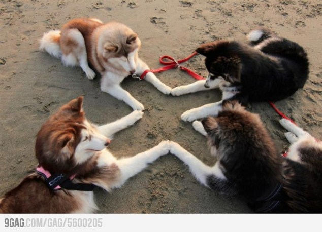 Blameless Huddle Dog