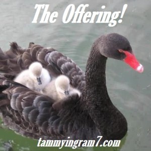 Blameless The Offering 2.2