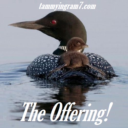 The Offering  ~ Tammy Tangent&nbsp;Tuesdays