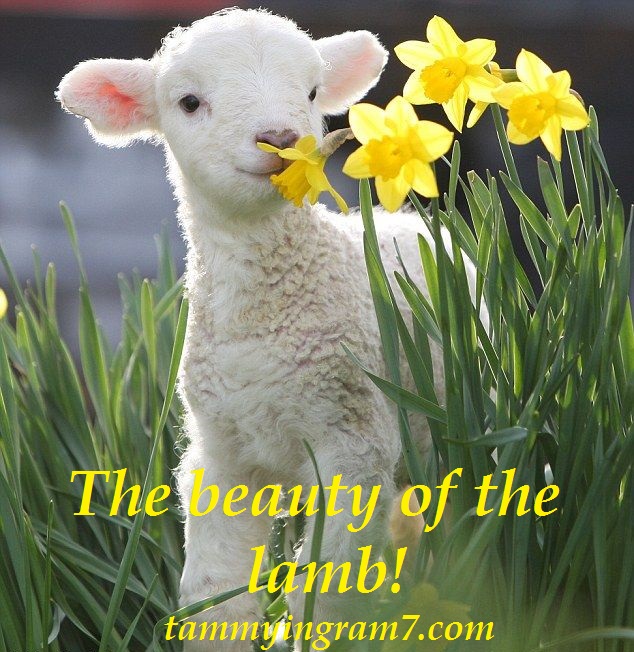 The Beauty of the Lamb Tammy Tangent&nbsp;Tuesdays