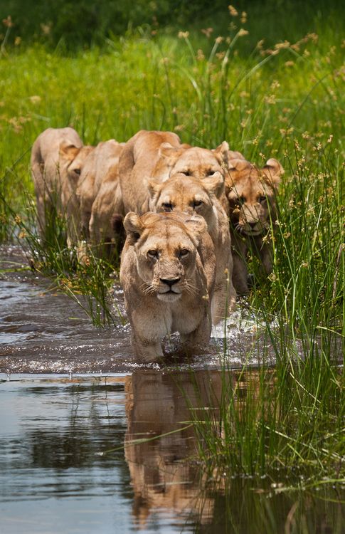 Blameless On The Hunt