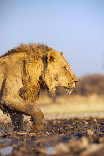 Blameless Wade Thru Mud