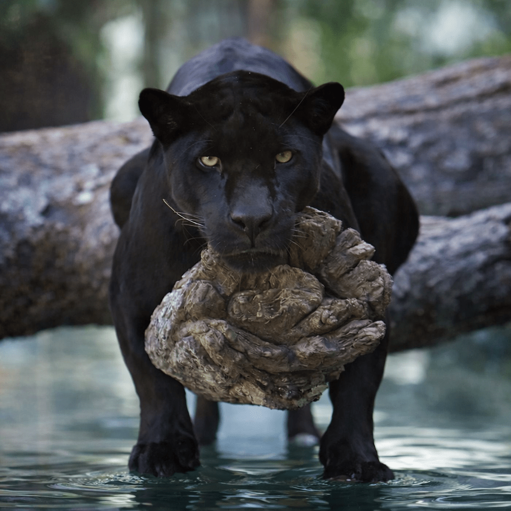 Plank In Thine Own&nbsp;Eye