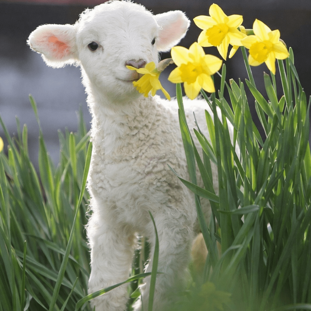 The Beauty of the Lamb Tammy Tangent&nbsp;Tuesdays